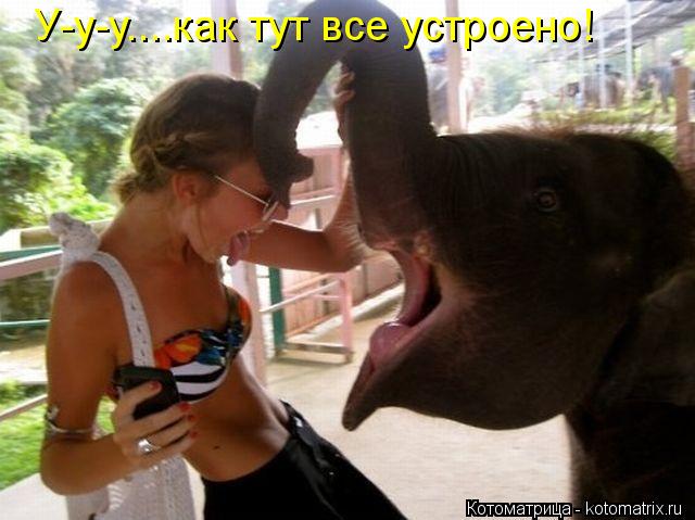 Котоматрица: У-у-у....как тут все устроено!
