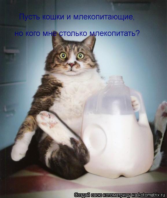 Котоматрица: Пусть кошки и млекопитающие, но кого мне столько млекопитать?