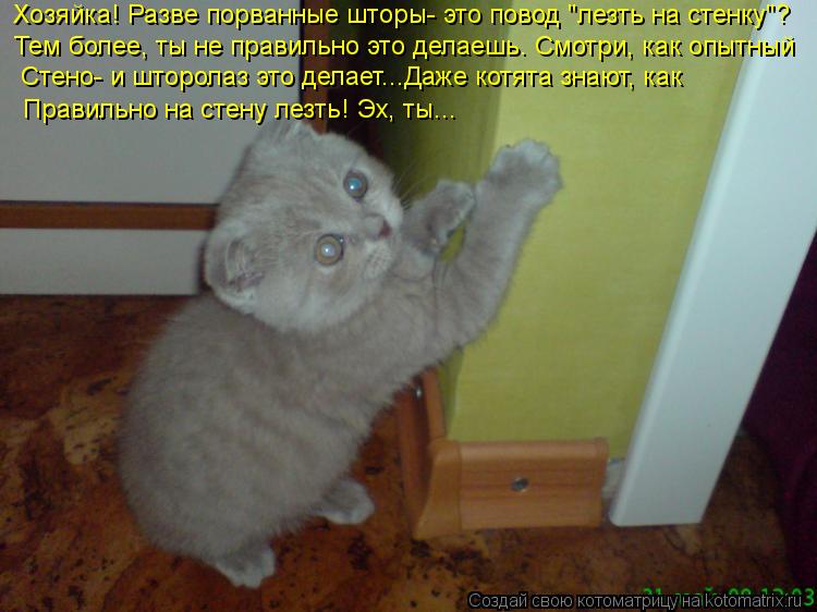 Котоматрица: Хозяйка! Разве порванные шторы- это повод "лезть на стенку"? Тем более, ты не правильно это делаешь. Смотри, как опытный  Стено- и шторолаз это 