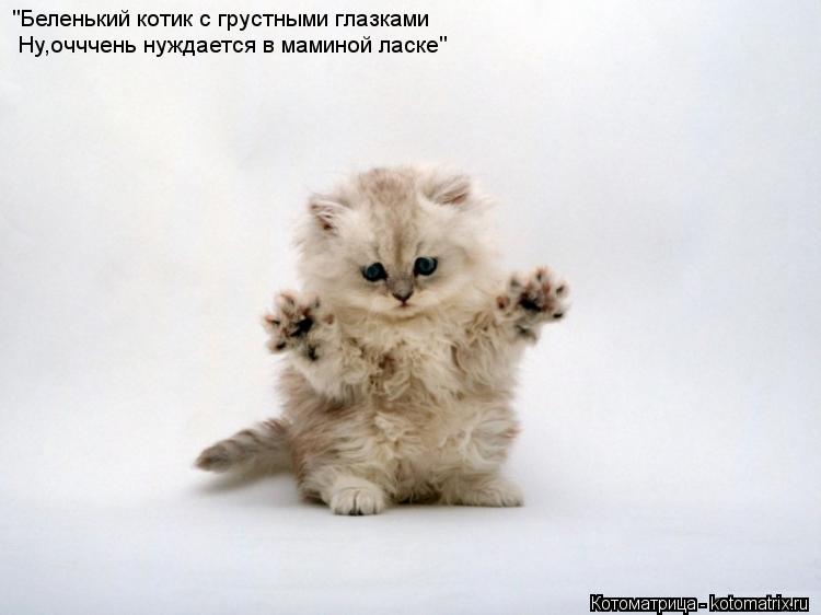 Котоматрица: "Беленький котик с грустными глазками Ну,очччень нуждается в маминой ласке"