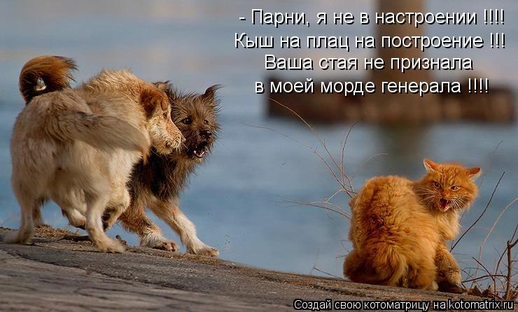 - Парни, я не в настроении !!!! Кыш на плац на построение !!! Ваша стая не признала в моей морде гене... Котоматрица: - Парни, я не в настроении !!!! Кыш на плац на построение !!! Ваша стая не признала в моей морде генерала !!!!
