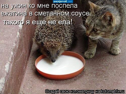 на ужин ко мне поспела ежатина в сметанном соусе... такого я еще не ела!... Котоматрица: на ужин ко мне поспела ежатина в сметанном соусе... такого я еще не ела!