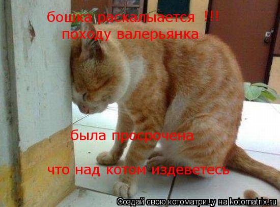 бошка раскалыается !!! походу валерьянка была просрочена что над котом издеветесь... Котоматрица: бошка раскалыается !!! походу валерьянка была просрочена что над котом издеветесь