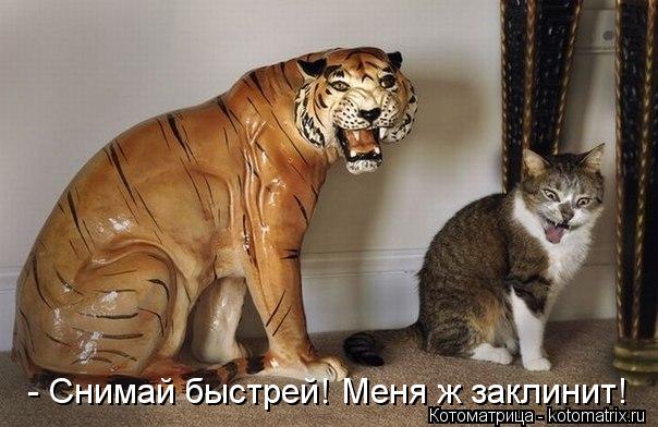 - Снимай быстрей! Меня ж заклинит!... Котоматрица: - Снимай быстрей! Меня ж заклинит!