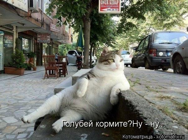 Котоматрица: Голубей кормите?Ну - ну...