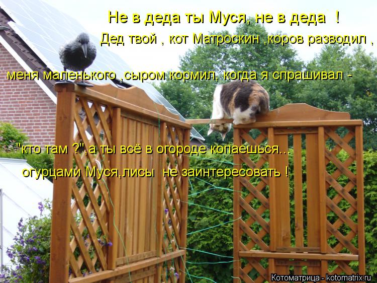 Не в деда ты Муся, не в деда ! Дед твой , кот Матроскин ,коров разводил , меня маленького ,сыром к... Котоматрица: Не в деда ты Муся, не в деда ! Дед твой , кот Матроскин ,коров разводил , меня маленького ,сыром кормил, когда я спрашивал - "кто там ?",а ты всё в