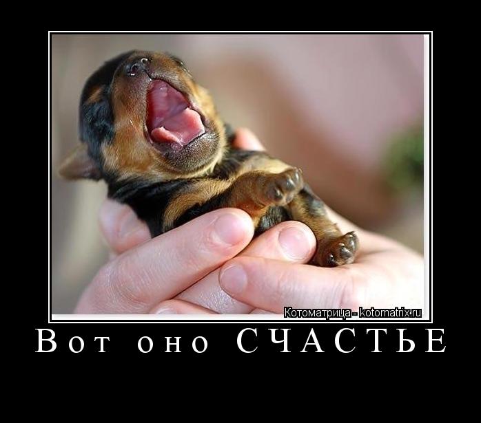 Вот оно СЧАСТЬЕ ... Котоматрица: Вот оно СЧАСТЬЕ