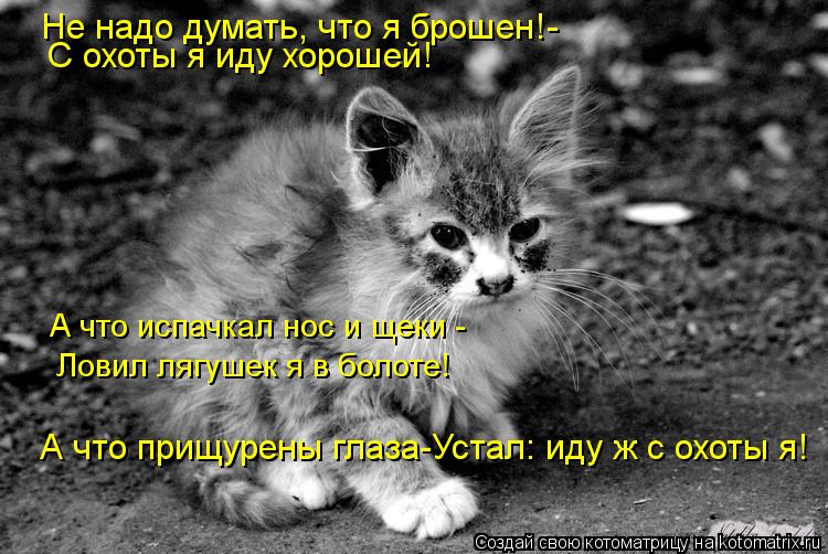 Котоматрица: Не надо думать, что я брошен!- С охоты я иду хорошей! А что испачкал нос и щеки - Ловил лягушек я в болоте! А что прищурены глаза-Устал: иду ж с о