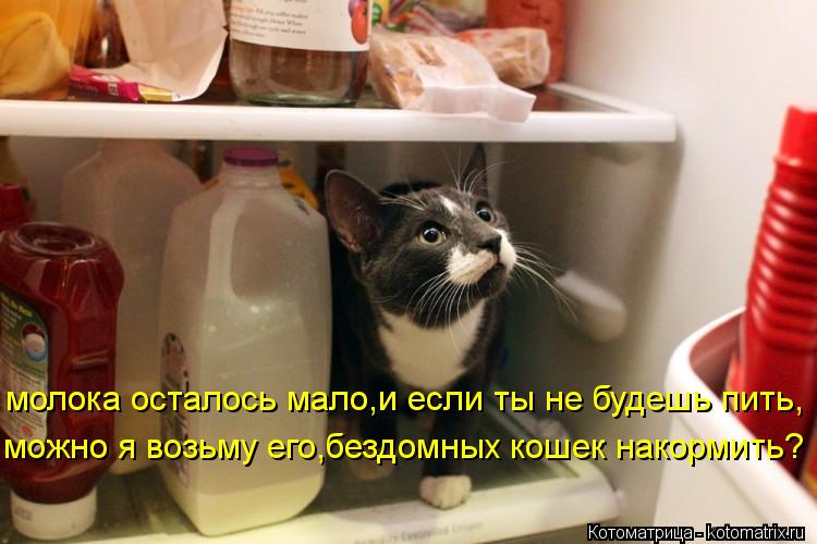 Котоматрица: молока осталось мало,и если ты не будешь пить, можно я возьму его,бездомных кошек накормить?