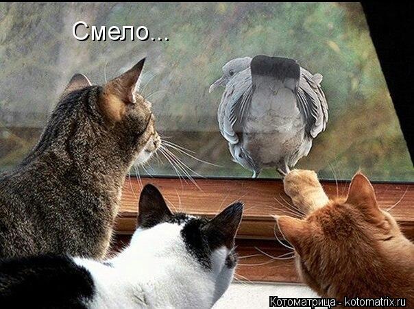 Котоматрица: Смело...