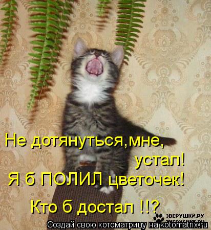 Котоматрица: Не дотянуться,мне, устал! Я б ПОЛИЛ цветочек! Кто б достал !!?