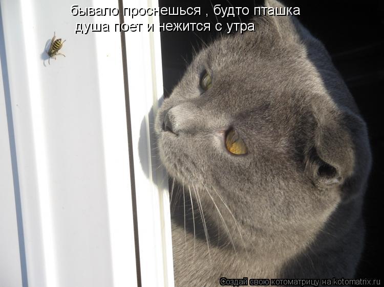 бывало проснешься , будто пташка душа поет и нежится с утра... Котоматрица: бывало проснешься , будто пташка душа поет и нежится с утра