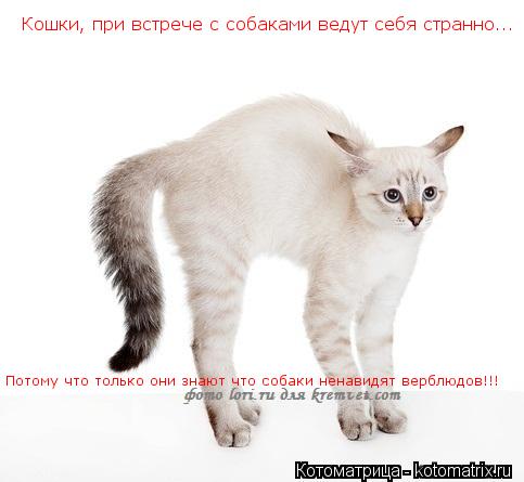 Кошки, при встрече с собаками ведут себя странно... Потому что только они знают что собаки ненавидят... Котоматрица: Кошки, при встрече с собаками ведут себя странно... Потому что только они знают что собаки ненавидят верблюдов!!!