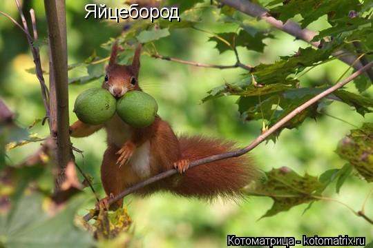 Яйцебород... Котоматрица: Яйцебород
