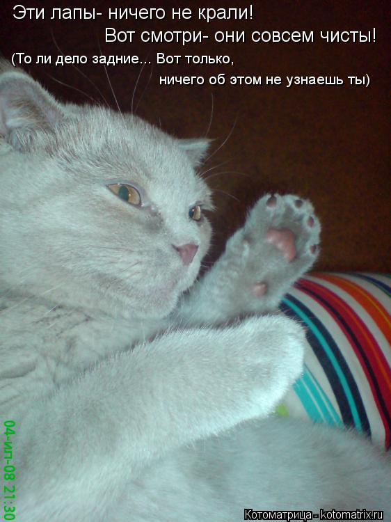 Котоматрица: Эти лапы- ничего не крали!  Вот смотри- они совсем чисты! (То ли дело задние... Вот только, ничего об этом не узнаешь ты)