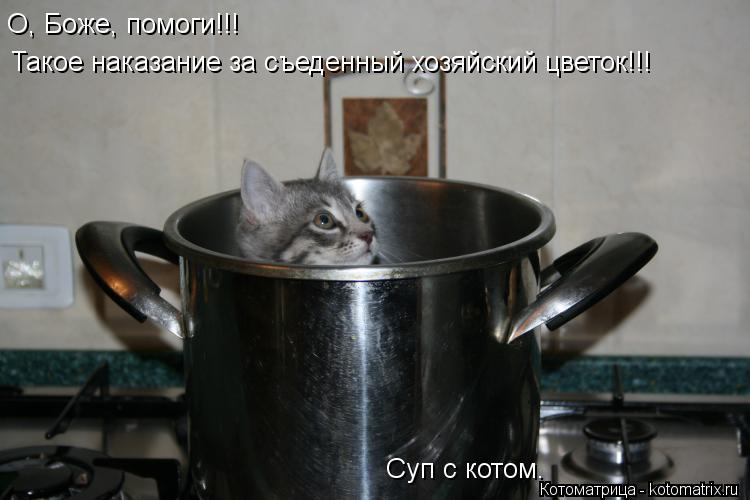 Котоматрица: О, Боже, помоги!!!  Такое наказание за съеденный хозяйский цветок!!!   Суп с котом.