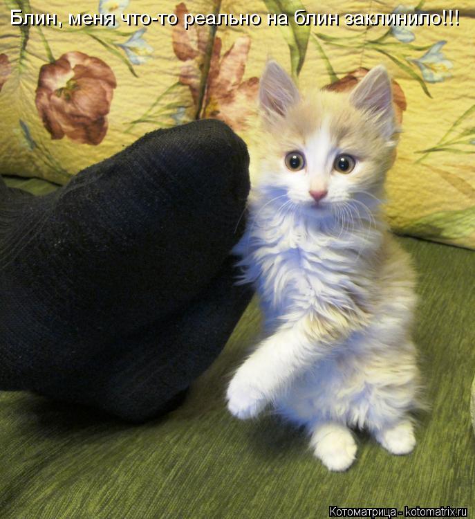 Котоматрица: Блин, меня что-то реально на блин заклинило!!!