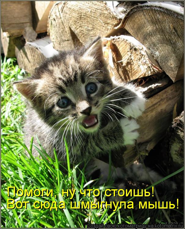 Вот сюда шмыгнула мышь! Помоги, ну что стоишь!... Котоматрица: Вот сюда шмыгнула мышь! Помоги, ну что стоишь!