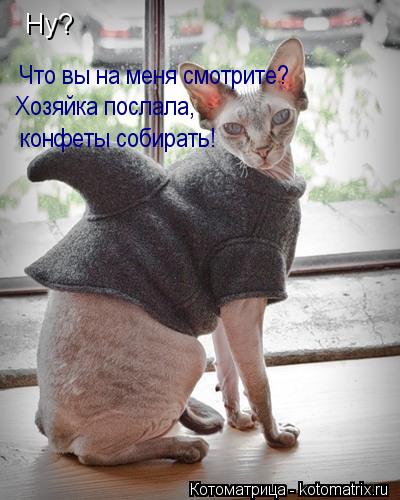 Ну? Что вы на меня смотрите? Хозяйка послала, конфеты собирать!... Котоматрица: Ну? Что вы на меня смотрите? Хозяйка послала, конфеты собирать!