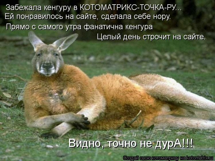 Забежала кенгуру в КОТОМАТРИКС-ТОЧКА-РУ... Ей понравилось на сайте, сделала себе нору. Прямо с самого... Котоматрица: Забежала кенгуру в КОТОМАТРИКС-ТОЧКА-РУ... Ей понравилось на сайте, сделала себе нору. Прямо с самого утра фанатична кенгура Целый день стро