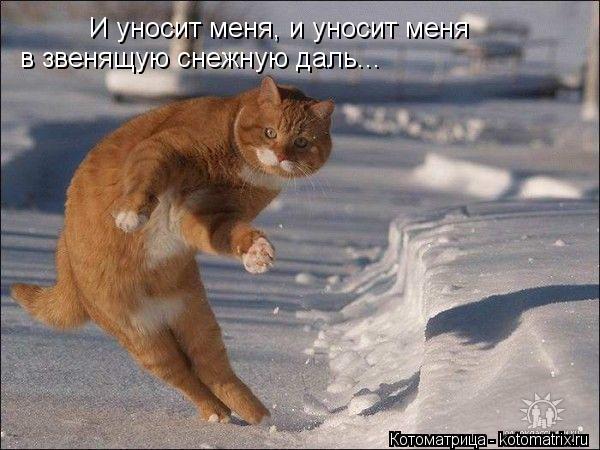 Котоматрица: И уносит меня, и уносит меня в звенящую снежную даль...