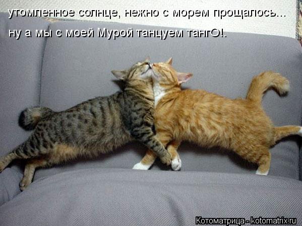 Котоматрица: утомленное солнце, нежно с морем прощалось... ну а мы с моей Мурой танцуем тангО!.