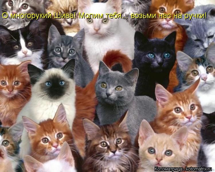 Котоматрица: О многорукий Шива! Молим тебя... возьми нас на ручки!