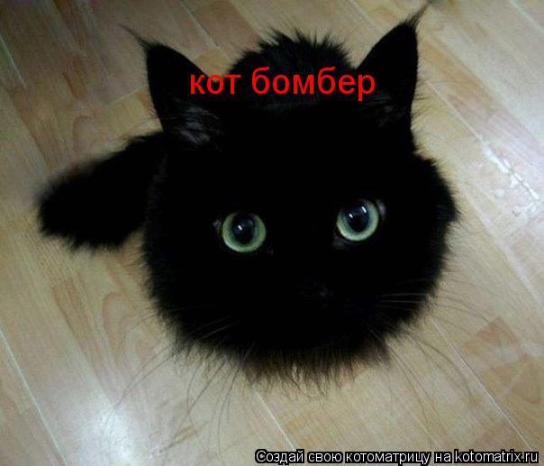 кот бомбер... Котоматрица: кот бомбер