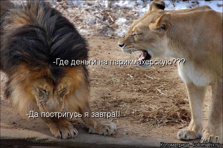 Котоматрица: -Где деньги на парикмахерскую??? -Да постригусь я завтра!!