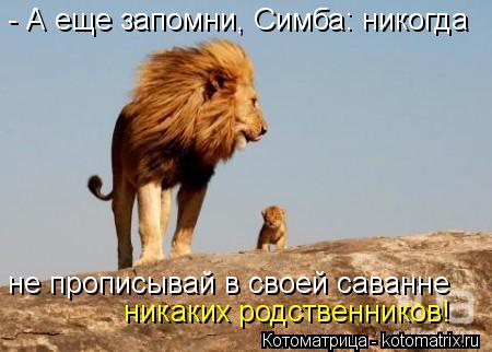 - А еще запомни, Симба: никогда не прописывай в своей саванне никаких родственников!... Котоматрица: - А еще запомни, Симба: никогда не прописывай в своей саванне никаких родственников!
