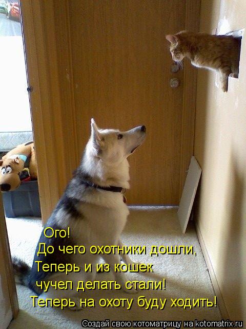 Ого! До чего охотники дошли, Теперь и из кошек чучел делать стали! Теперь на охоту буду ходить!... Котоматрица: Ого! До чего охотники дошли, Теперь и из кошек чучел делать стали! Теперь на охоту буду ходить!