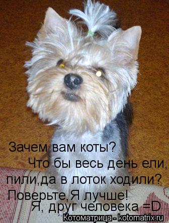 Котоматрица: Зачем вам коты? Что бы весь день ели, пили,да в лоток ходили? Поверьте,Я лучше! Я, друг человека =D