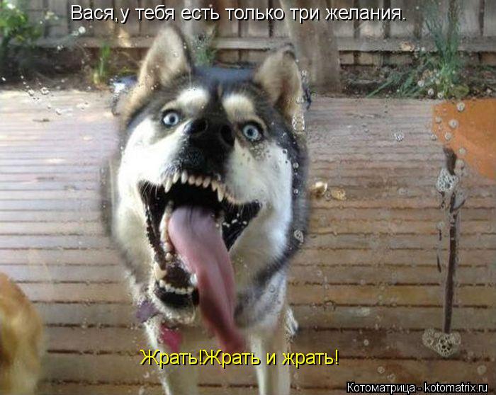 Вася,у тебя есть только три желания. Жрать!Жрать и жрать!... Котоматрица: Вася,у тебя есть только три желания. Жрать!Жрать и жрать!