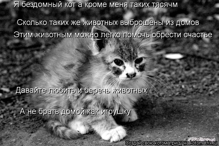Котоматрица: Сколько таких же животных выброшены из домов  Давайте любить и беречь животных А не брать домой как игрушку Я бездомный кот а кроме меня так