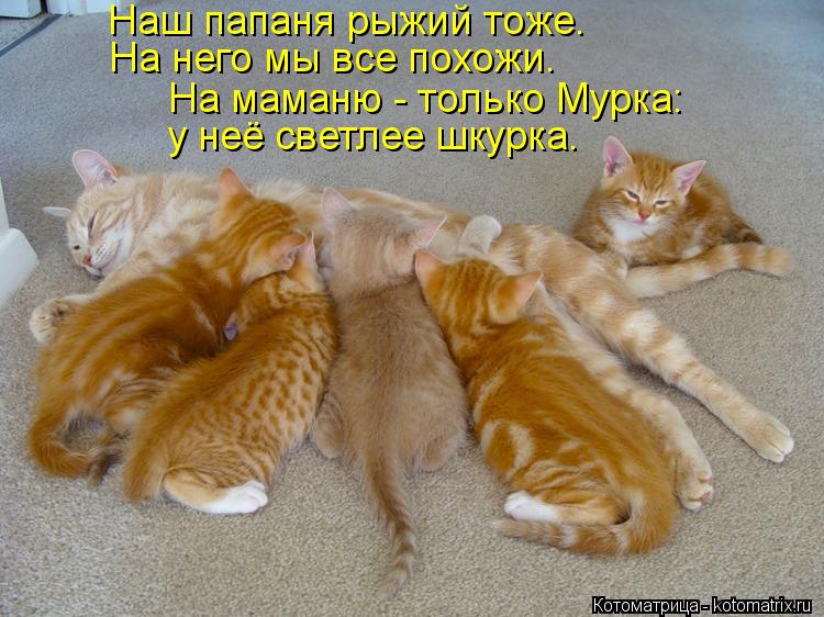 Наш папаня рыжий тоже. На него мы все похожи. у неё светлее шкурка. На маманю - только Мурка:... Котоматрица: Наш папаня рыжий тоже. На него мы все похожи. у неё светлее шкурка. На маманю - только Мурка: