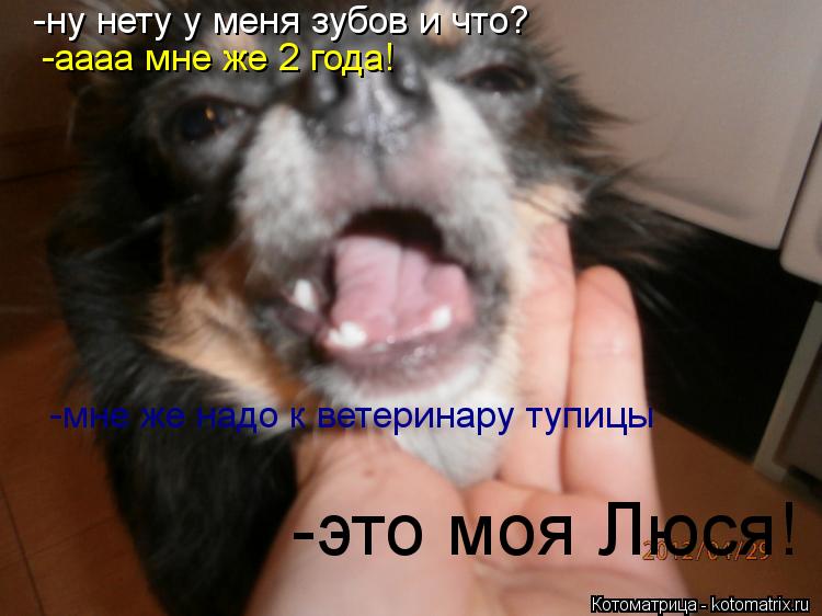 Котоматрица: -ну нету у меня зубов и что? -аааа мне же 2 года! -мне же надо к ветеринару тупицы -это моя Люся!