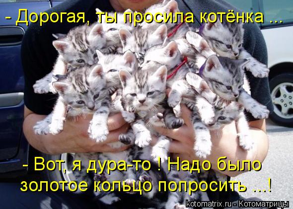 Котоматрица: - Дорогая, ты просила котёнка ... - Вот, я дура-то ! Надо было золотое кольцо попросить ...!