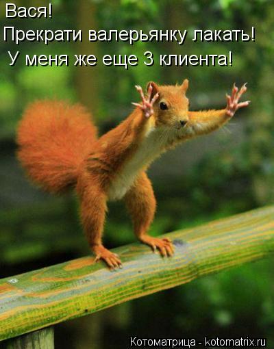 Котоматрица: Вася!  Прекрати валерьянку лакать! У меня же еще 3 клиента!