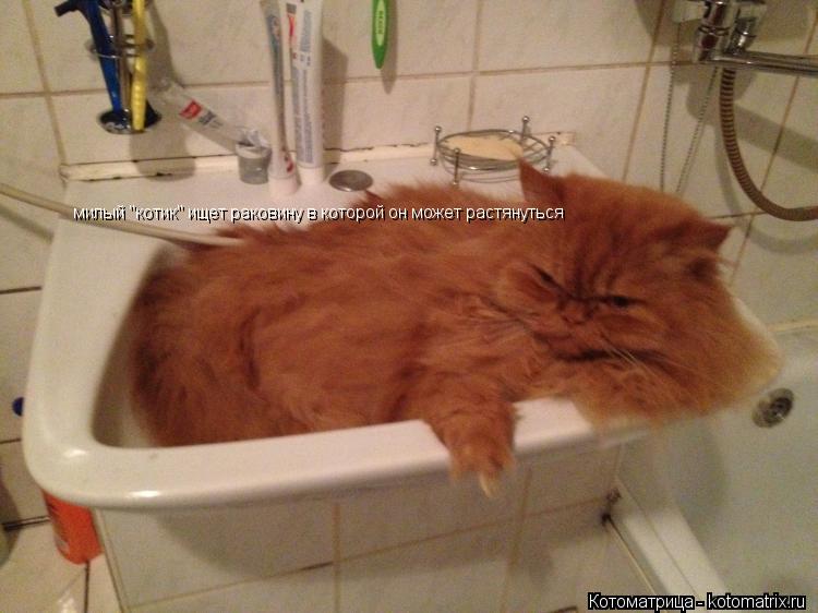 милый "котик" ищет раковину в которой он может растянуться... Котоматрица: милый "котик" ищет раковину в которой он может растянуться