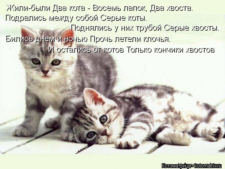 Котоматрица: Жили-были Два кота - Восемь лапок, Два хвоста. Подрались между собой Серые коты.  Поднялись у них трубой Серые хвосты. Бились днем и ночью Про