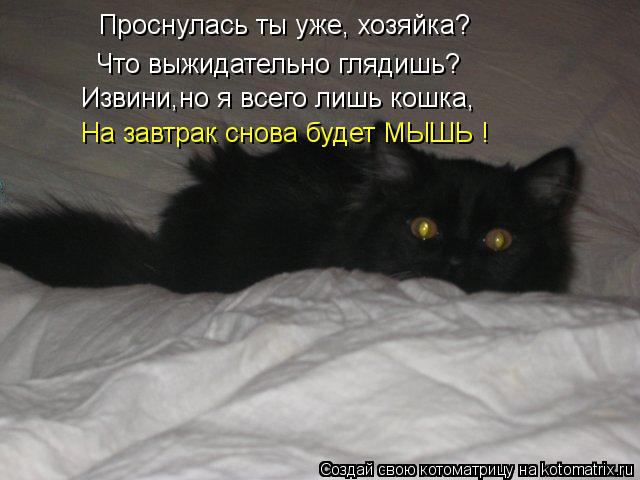 Котоматрица: Извини,но я всего лишь кошка, Что выжидательно глядишь? Проснулась ты уже, хозяйка? На завтрак снова будет МЫШЬ !