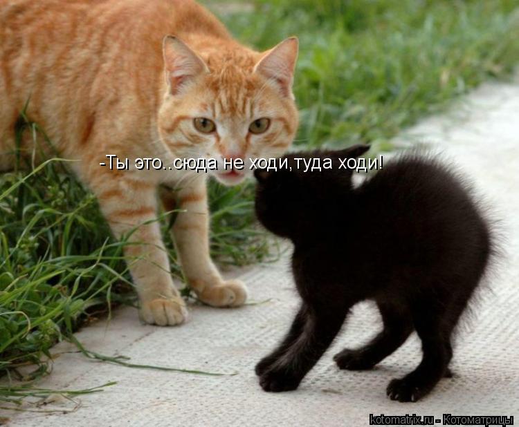 Котоматрица: -Ты это..сюда не ходи,туда ходи!