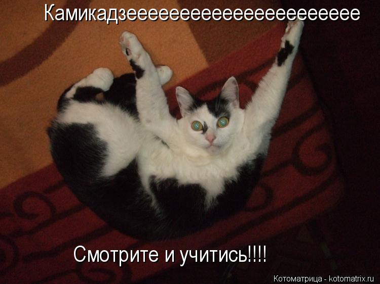 Котоматрица: Камикадзееееееееееееееееееееее Смотрите и учитись!!!!