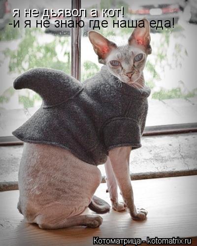 Котоматрица: я не дьявол а кот! -и я не знаю где наша еда!