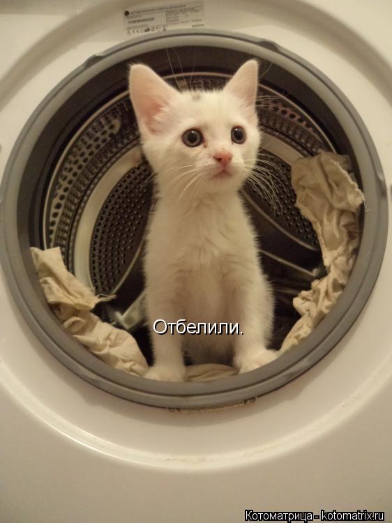 Котоматрица: Отбелили.