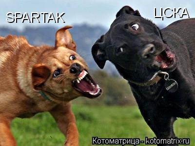 SPARTAK ЦСКА... Котоматрица: SPARTAK ЦСКА