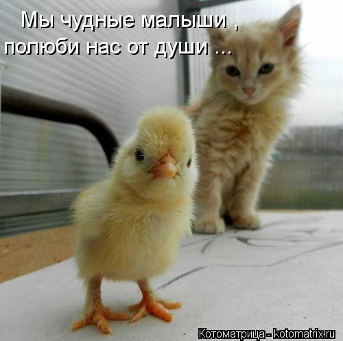 Мы чудные малыши , полюби нас от души ...... Котоматрица: Мы чудные малыши , полюби нас от души ...