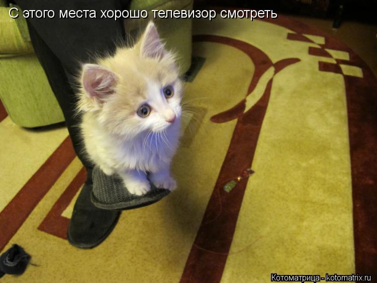 С этого места хорошо телевизор смотреть... Котоматрица: С этого места хорошо телевизор смотреть