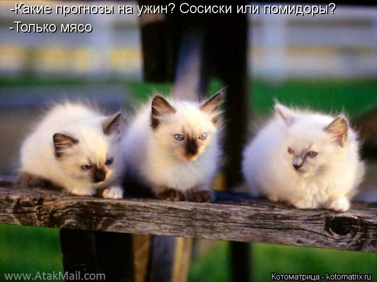 -Какие прогнозы на ужин? Сосиски или помидоры? -Только мясо... Котоматрица: -Какие прогнозы на ужин? Сосиски или помидоры? -Только мясо