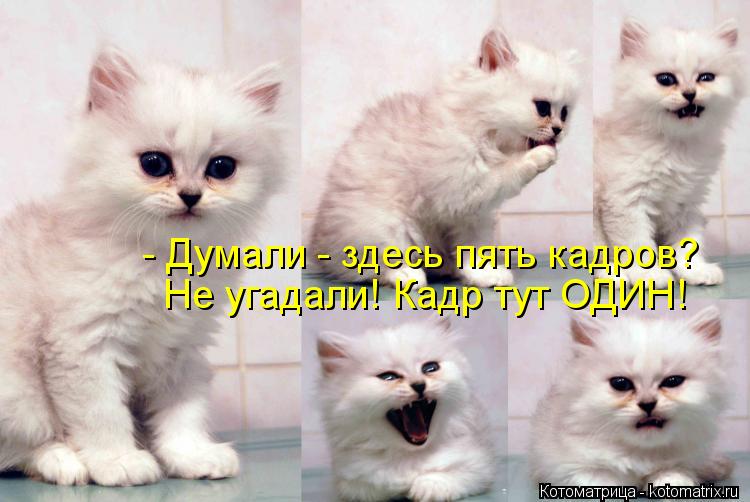- Думали - здесь пять кадров? Не угадали! Кадр тут ОДИН!... Котоматрица: - Думали - здесь пять кадров? Не угадали! Кадр тут ОДИН!
